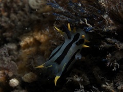 Polycera capensis