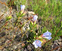 Lobostemon strigosus