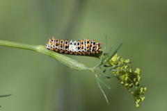 Papilio machaon syriacus