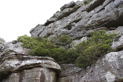 Leucadendron strobilinum