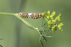 Papilio machaon syriacus