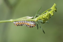 Papilio machaon syriacus