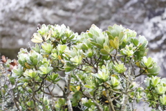 Leucadendron strobilinum