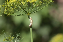 Papilio machaon syriacus