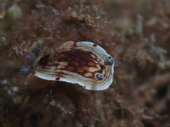 Aphelodoris varia