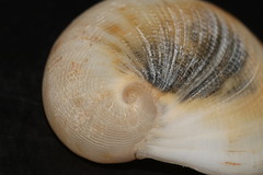 Sinum bifasciatum