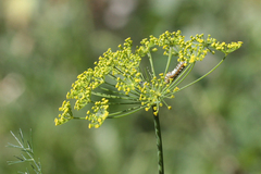 Papilio machaon syriacus
