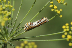 Papilio machaon syriacus