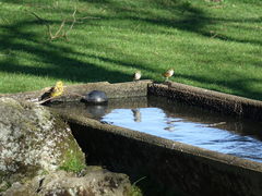 Emberiza citrinella caliginosa