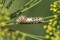 Papilio machaon syriacus
