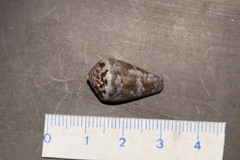 Conus ventricosus