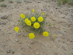 Helianthemum songaricum