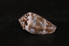 Conus ventricosus