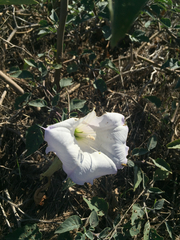 Datura wrightii