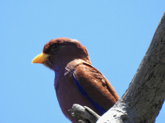 Eurystomus glaucurus