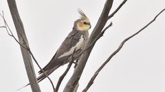 Nymphicus hollandicus