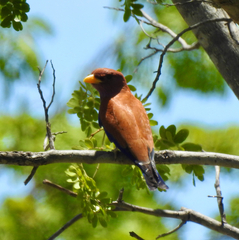 Eurystomus glaucurus
