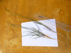 Ehrharta villosa