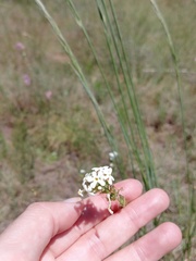Manulea buchneroides