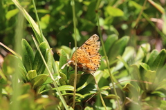 Boloria