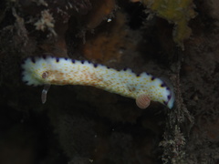 Goniobranchus aureopurpureus