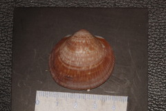 Glycymeris glycymeris