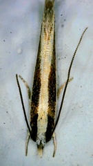 Erechthias stilbella