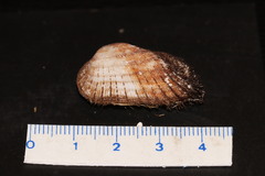 Barbatia barbata