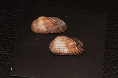 Barbatia barbata