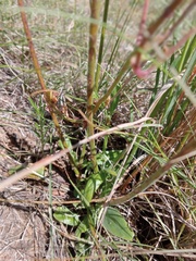 Manulea buchneroides