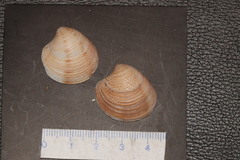 Veneridae