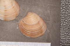 Veneridae