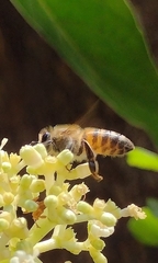 Apis mellifera