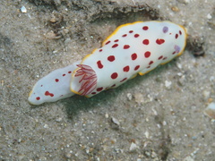Goniobranchus splendidus