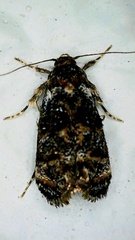 Corocosma memorabilis