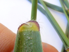 Ehrharta villosa