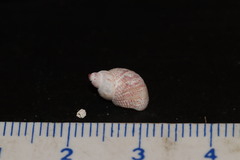 Tricolia