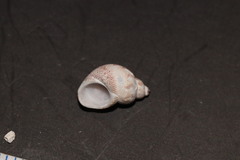 Tricolia