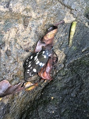 Eterusia aedea formosana