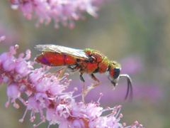 Chrysididae