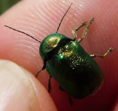 Cryptocephalus sericeus