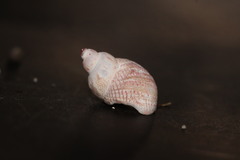 Tricolia
