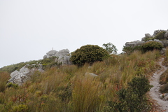 Mimetes fimbriifolius