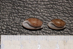 Bulla striata striata