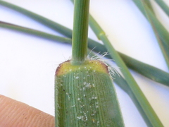 Ehrharta villosa