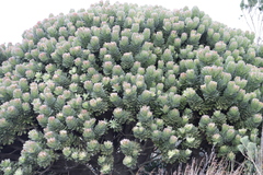 Mimetes fimbriifolius