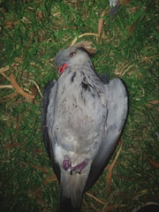 Lopholaimus antarcticus