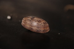 Bulla striata striata