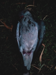 Lopholaimus antarcticus