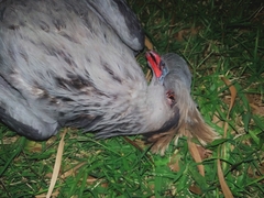 Lopholaimus antarcticus